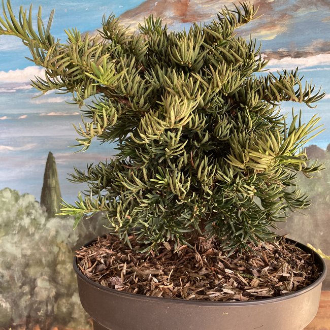 Taxus baccata 'Balatka'