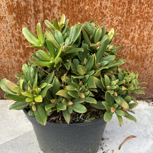 Rhododendron keiskei 'Gunther'
