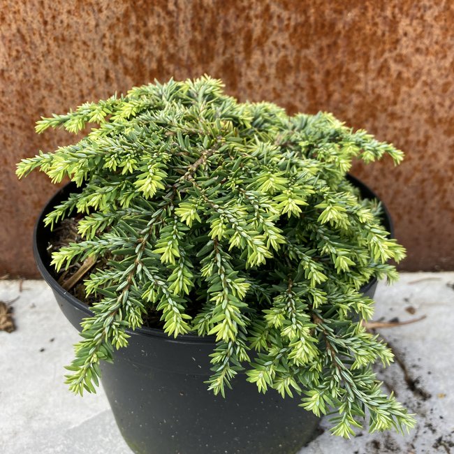 Tsuga canadensis 'Jean Iseli'