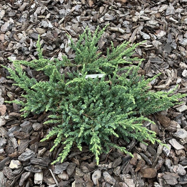 Juniperus communis 'Ristol' NIEUW / NEW