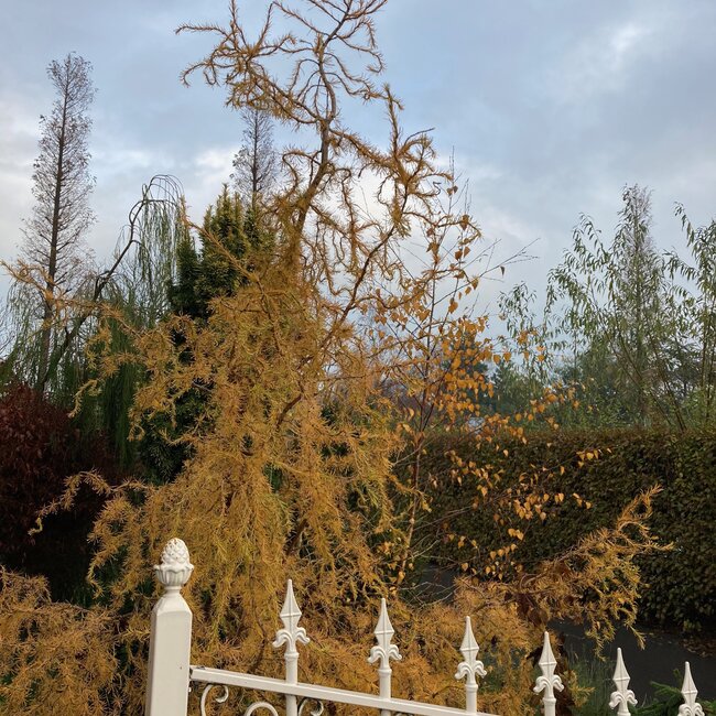 Larix decidua 'Horstmann Recurved'