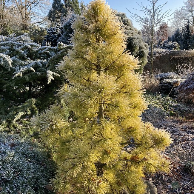 Pinus contorta 'Chief Joseph'