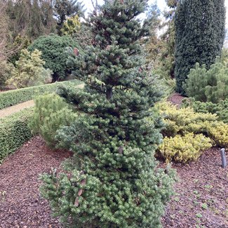 Abies koreana 'Gait'