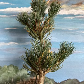 Pinus parviflora 'Megan'