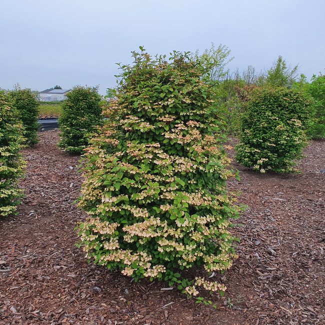 Viburnum plicatum 'Kilimandjaro Sunrise' ® PBR