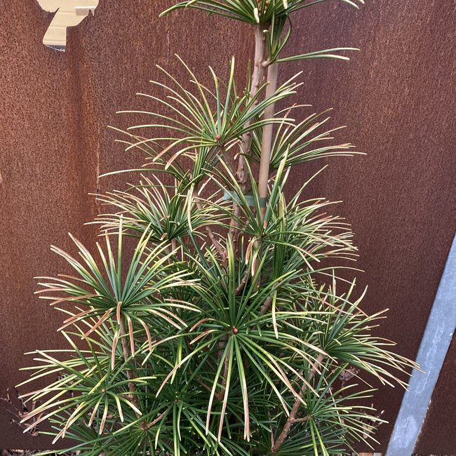 Sciadopitys verticillata 'Shine a Light'