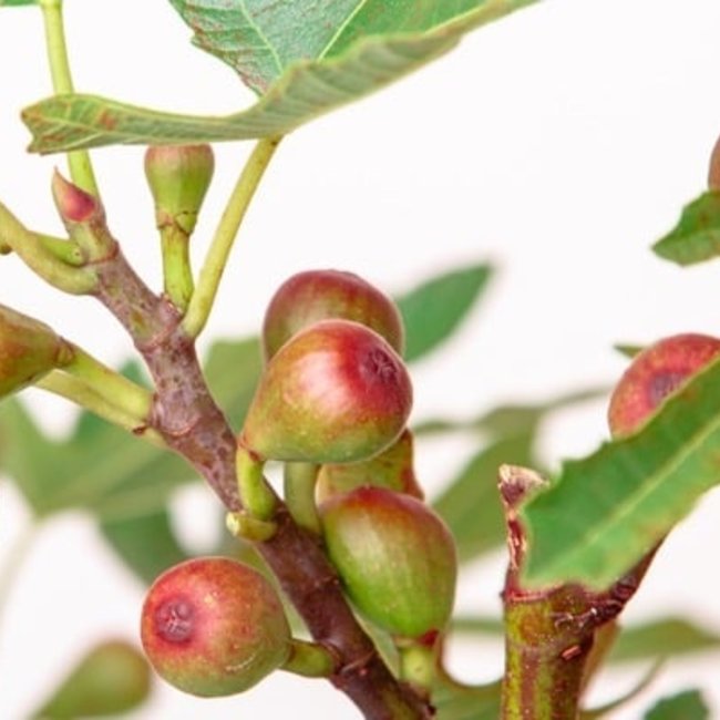 Ficus carica 'Little Miss Figgy' PBR