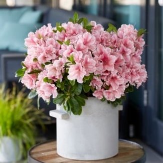 Rhododendron 'Encore '®Autumn  Starburst'