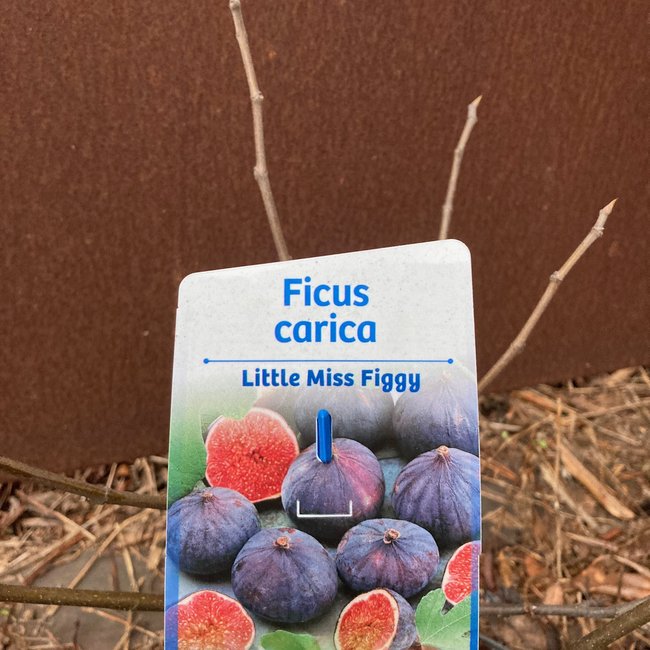 Ficus carica 'Little Miss Figgy' PBR