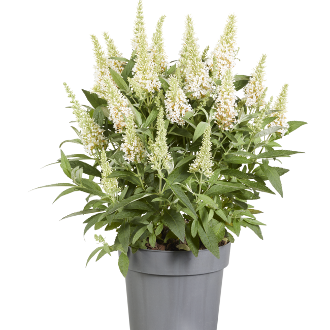 Buddleja dav. 'Butterfly Candy ® 'Little White'