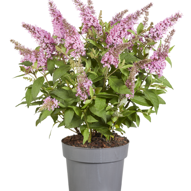 Buddleja dav. 'Butterfly Candy® Little Pink'