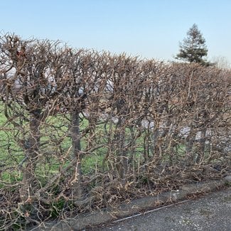 Parrotia persica 'Bella'