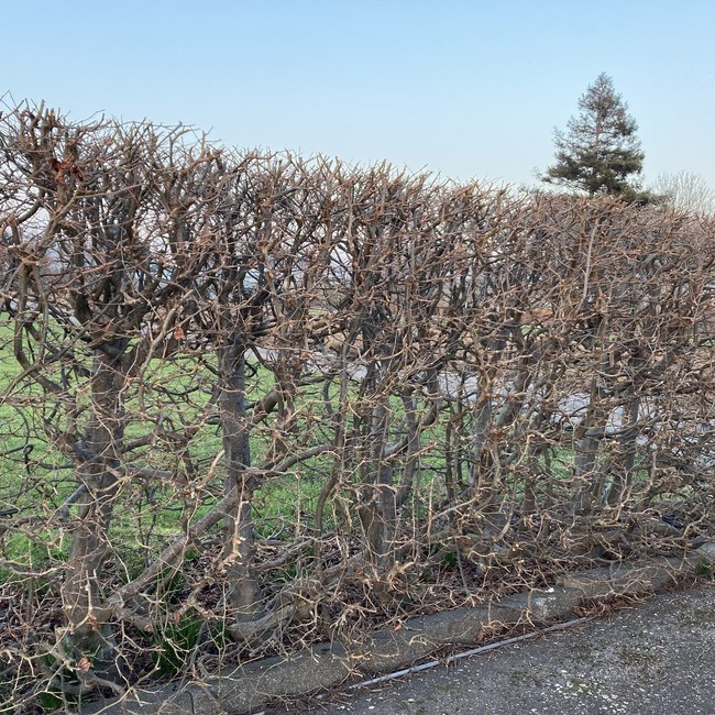 Parrotia persica 'Bella'