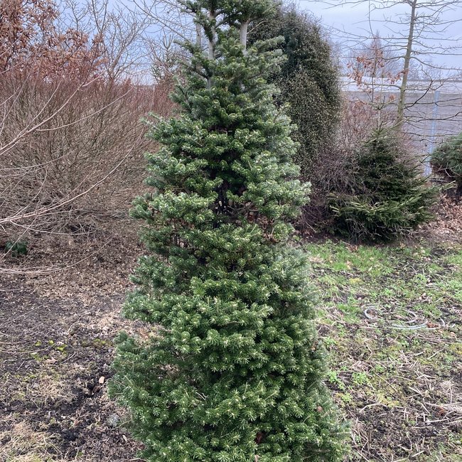 Abies koreana 'Gait'