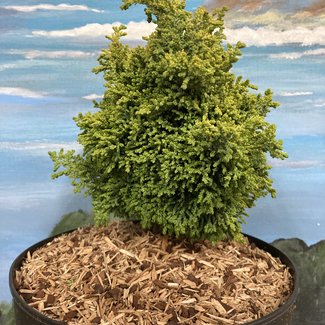 Chamaecyparis lawsoniana 'Brégeon Jaune'