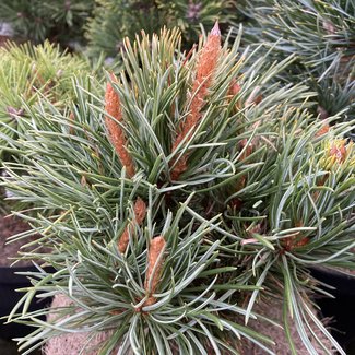 Pinus longaeva 'Plan Tomas'