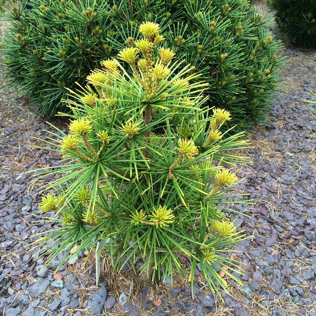 Sciadopitys verticillata 'Weston Globe'
