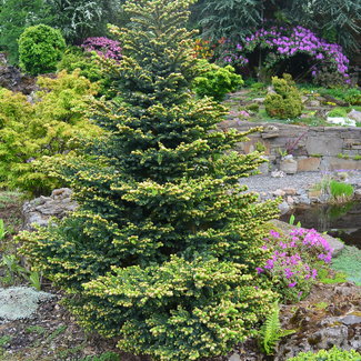 Picea glehnnii 'Chinese Marl'