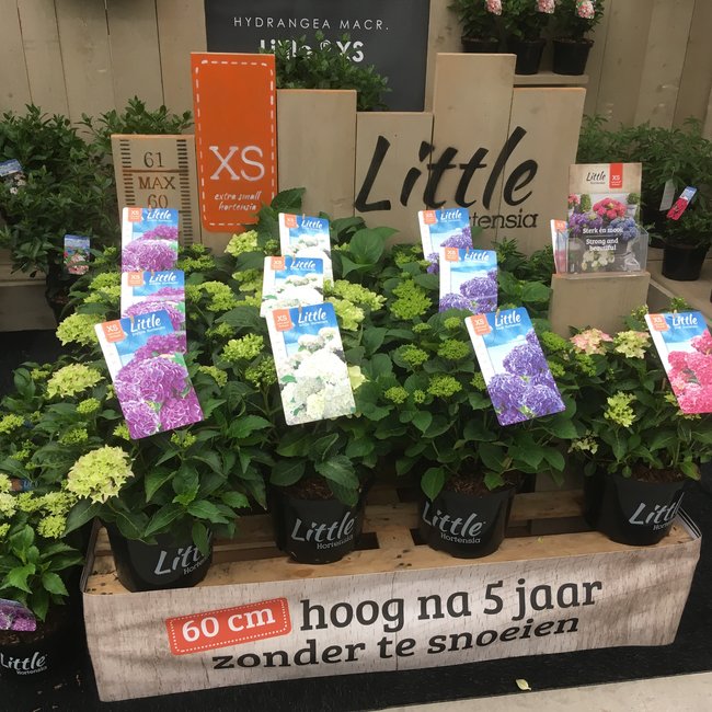 Hortensia Little® (White)