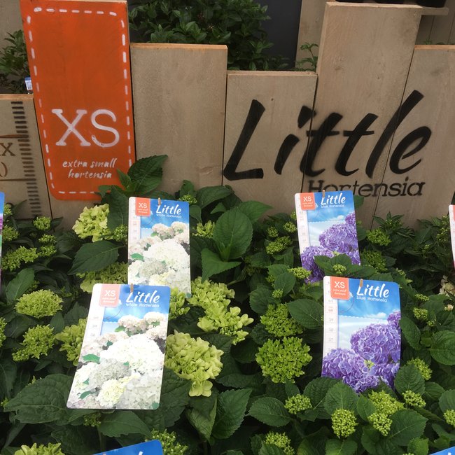 Hortensia Little® (White)