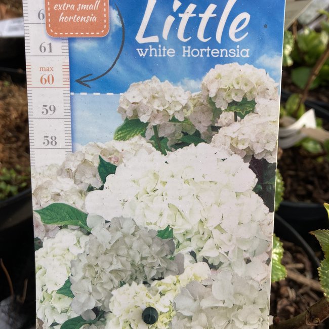 Hortensia Little® (White)