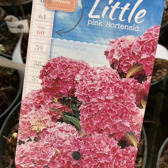 Hortensia 'Little'® (Pink)