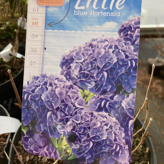 Hortensia 'Little'® (Blue)