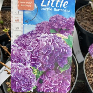 Hortensia 'Little' ® (Purple)