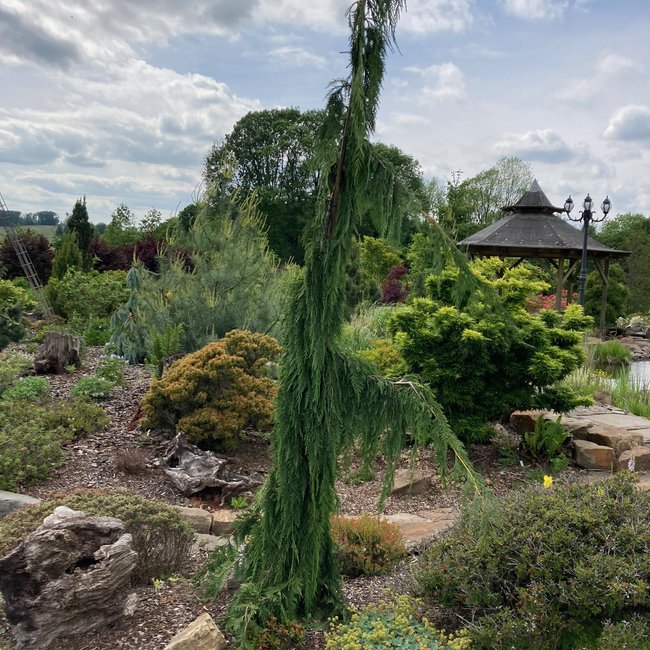 Xanthocyparis nootkatensis 'Strict Weeper'