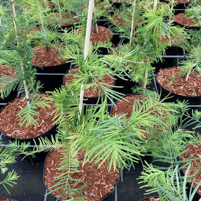 Metasequoia glypt. 'Snow Flurries'