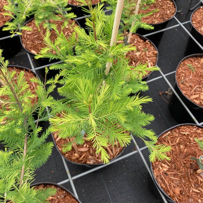 Taxodium distichum 'Pevé Minaret Yellow'