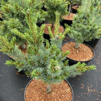 Pinus parviflora 'Bonnie Bergman'