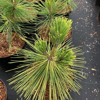 Pinus thunbergii 'Ogon'