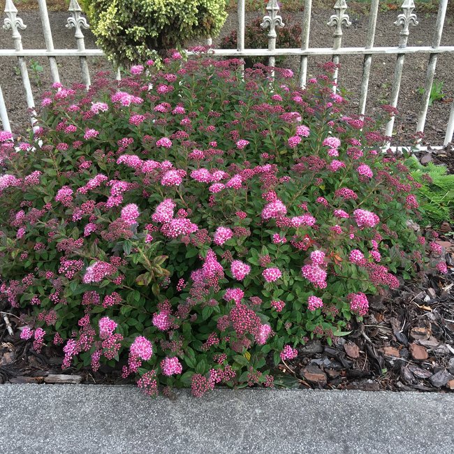 Spiraea japonica 'Odessa' ® PBR