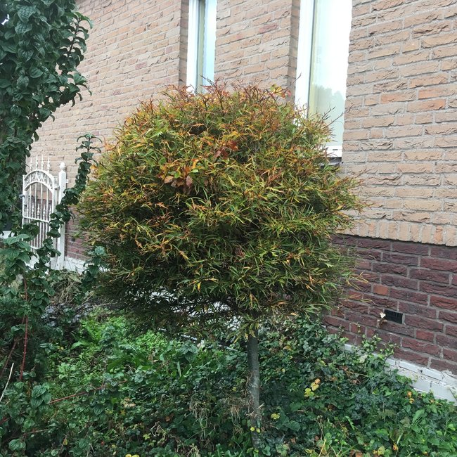 Fagus sylvatica 'Mercedes'