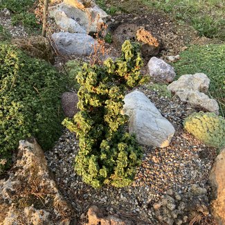 Euonymus japonicus 'Rykujo'