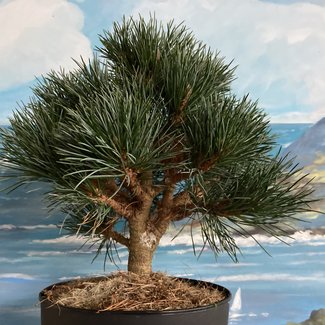 Pinus cembra 'Tamangur HB'