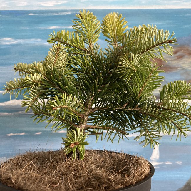 Abies cilicica 'Spring Grove'