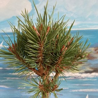 Pinus sylvestris 'St. George'