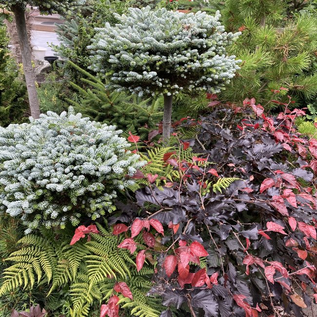 Abies koreana 'Kohouts Icebreaker'