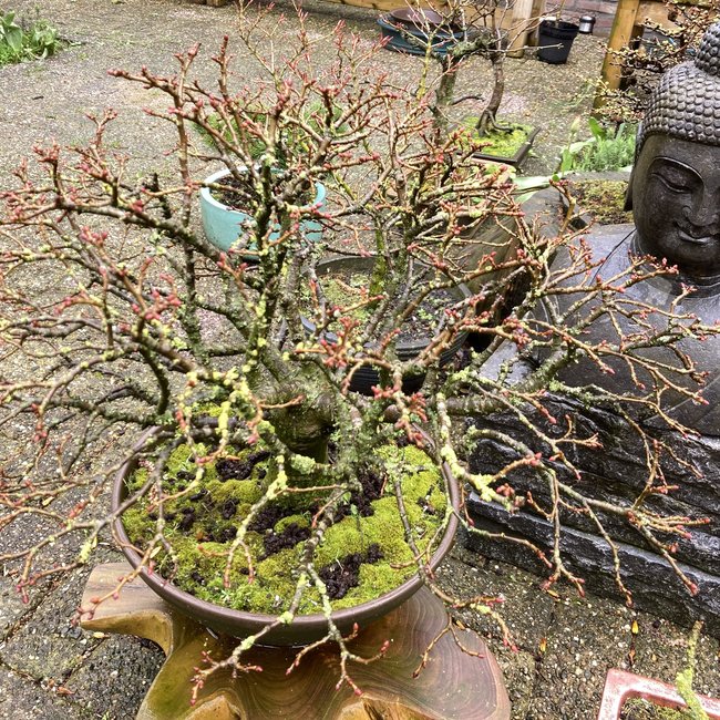 Tilia cordata 'Komsta'