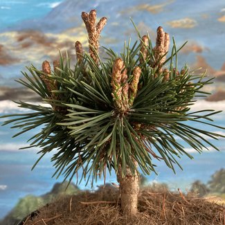 Pinus mugo 'Hostyn Mini'