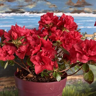 Rhododendron  'Encore'® Autumn Fire'