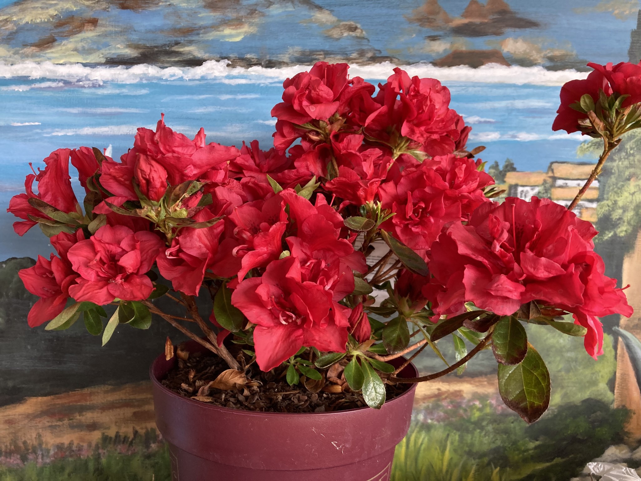 Autumn fire azalea deals