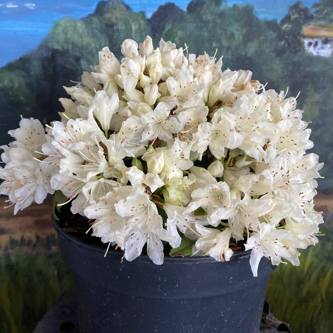 Rhododendron keiskei 'Gunther'