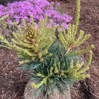 Pinus parviflora 'Lorraine'