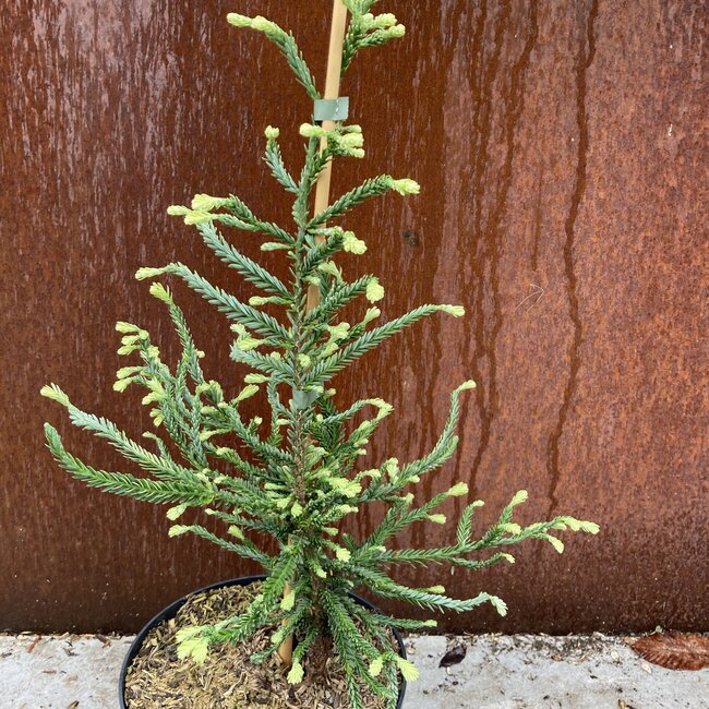 Sequoia sempervirens 'Lightning'