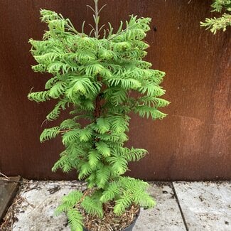 Metasequoia glyptostroboides  'Daweswood Tawny Fleece'