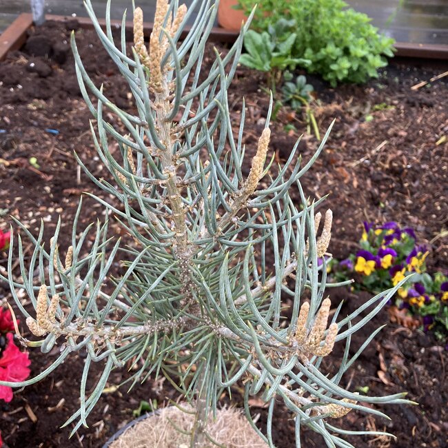 Pinus monophylla 'Tioga Pass'