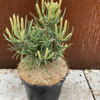Pinus cembroides 'Fancy Nancy'